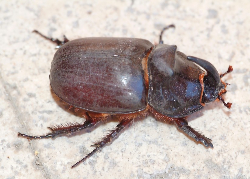 Oryctes nasicornis